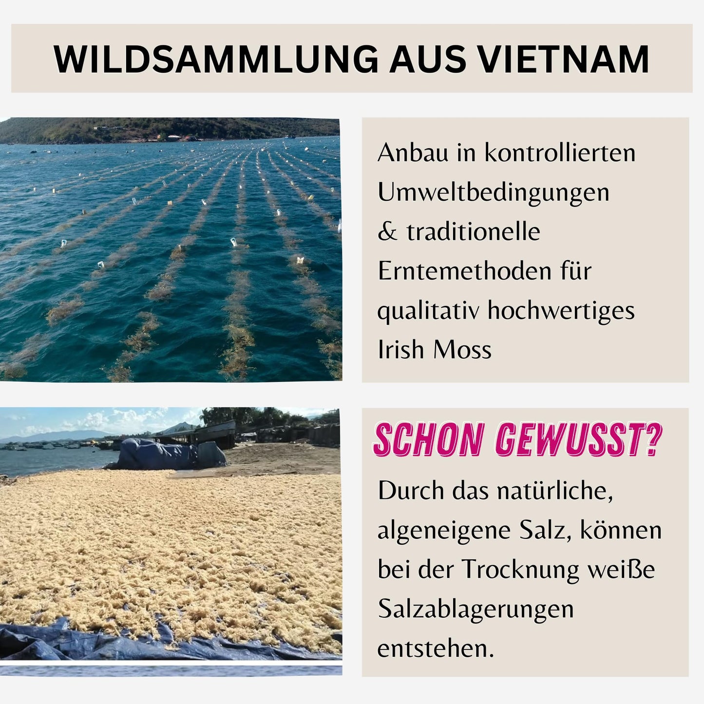 Irish Moos Sea Moss Knorpeltang (Wildsammlung Vegan Roh) Carrageen Algen, Pflanzliche Gelatine, Emulgator, Verdickungsmittel, Algensalat - Irisch Moss Weiß Farblos Seemoos | PureRaw 50g